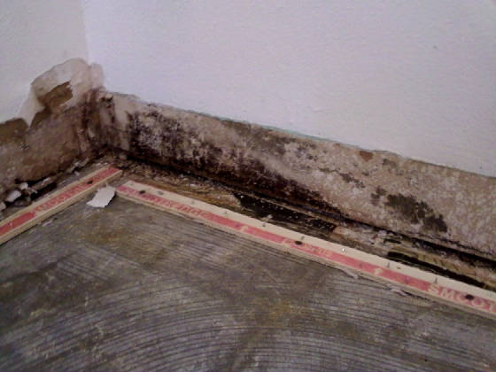 mold.jpg