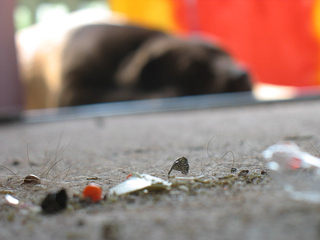 dirtycarpet.jpg